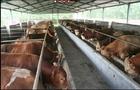 万头肉牛养殖场-肉牛品种 肉牛养殖