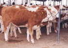 改良牛羊繁育基地肉牛肉羊种牛肉牛养殖场