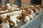 肉牛养殖基地 肉牛养殖育肥 养殖肉牛