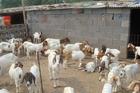 波尔山羊养殖厂-纯种波尔山羊价格-羊羔