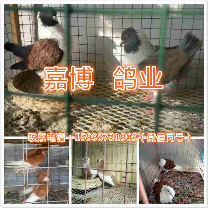 云南地区有卖观赏鸽的
