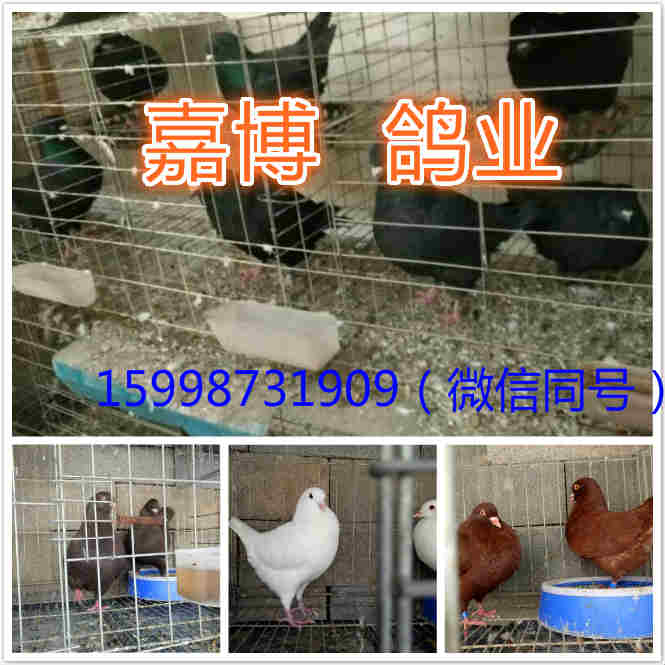 湖南永州有卖元宝鸽的吗