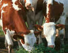 一头牛一年要吃多少公斤的草和饲料