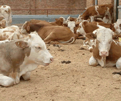 牛养殖场肉牛犊育肥牛犊肉牛养殖技术肉牛犊
