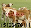 山东鸿达牧业创业项目 养殖肉牛