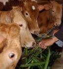 河南养殖肉牛效益分析