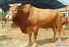 肉牛育肥选什么品种好安徽肉牛养殖业山东诚