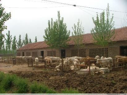 山东圣利牧业09年肉驴养殖市场前景怎样养