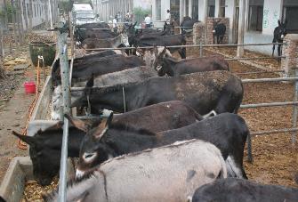 肉牛养殖 肉驴养殖 肉羊养殖山东圣利牧业