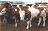 今年养牛前景如何 肉牛养殖前景