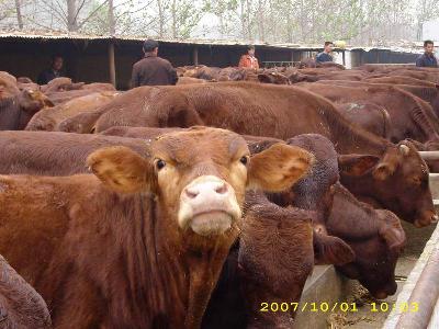 育肥小公牛湖南肉牛养殖场今年养牛的行情