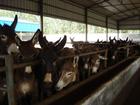 现在肉驴市场价格-肉驴鲁嘉牧业养殖场