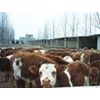 安徽肉牛养殖行情