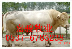 嘉骏牧业现位于中国畜牧业百强单位
