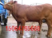 肉牛犊养殖技术肉牛犊价格肉牛犊肉牛犊