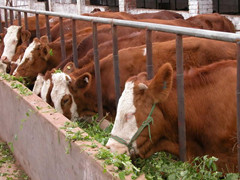 松原肉牛最低的价格 吉林第一肉牛销售市场