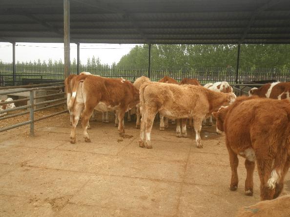 养殖肉牛引种牛犊应该注意什么