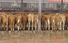 磐安县肉牛养殖场 肉牛养殖基地 肉牛价格