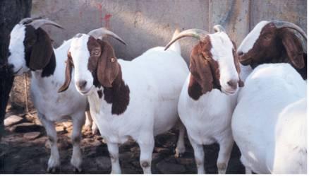 2014年波尔山羊小羊育肥几个月可以卖