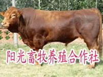育肥肉牛新技术 山东省养牛场建设方案