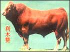 改良黄牛繁育基地改良肉牛价格改良西门塔尔