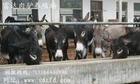 贵州肉驴养殖场 肉驴养殖技术养驴效益分析