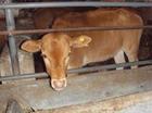 贵州秸杆养牛养牛的利润-酒糟养殖肉牛效益