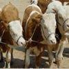 贵州肉牛犊养殖成本贵州肉牛犊养殖效益分析
