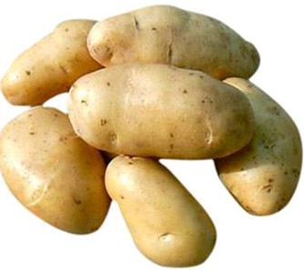 荷兰土豆