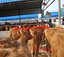 山西忻州有肉牛犊卖吗88