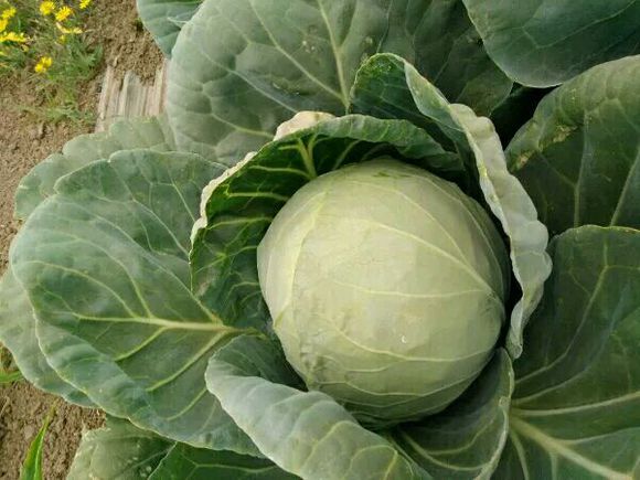 河北唐山2019甘蓝 土豆 西瓜陆续上市 价格低 河北唐山2019甘蓝 土豆 西瓜陆续上市 价格低