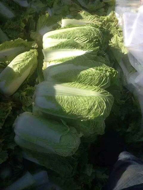 河北唐山甘蓝土豆白菜西瓜冬瓜 河北唐山甘蓝土豆白菜西瓜冬瓜