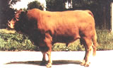 育肥牛新技术买牛时怎样挑选肉牛架子牛育肥