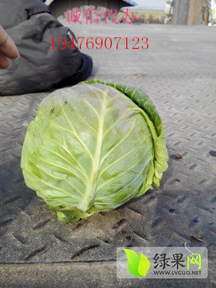 湖北球型甘蓝