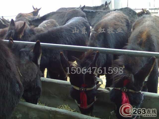 肉驴驴犊育肥驴架子驴