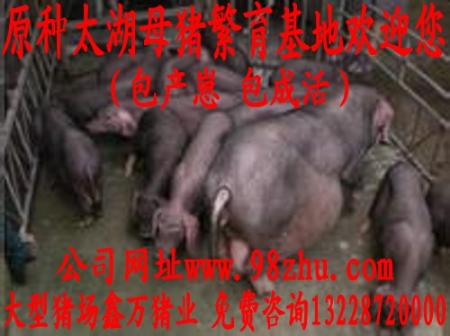 北京太湖母猪价格 诚信 报价 资讯 图片