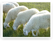 一头肉羊需要多少牧草一头肉羊一天的饲料成