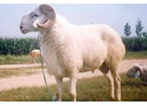 肉羊养殖技术视频肉羊养殖分析肉羊养殖效益