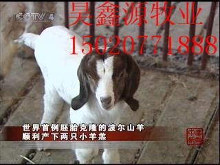 肉羊养殖方法