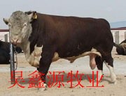 改良肉牛改良肉羊