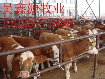 养殖肉牛犊200-500斤