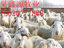 波尔山羊种羊价格纯种小尾寒羊肉羊养殖