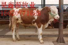 肉牛养殖基地奶牛种羊养殖肉牛养殖成本养肉