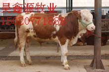 2010养殖发家项目养牛技术牛犊专卖
