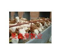 山东肉牛养殖场肉牛犊价格