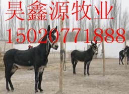 山东驴的养殖驴的养殖技术肉驴价格分析