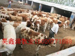 肉牛养殖业见效快无风险