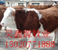 肉牛养殖效益分析昊鑫源牧业地提供