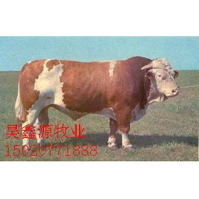 中国牛羊养殖供求基地肉牛育肥技术改良肉牛