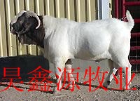 济宁肉羊养殖场济宁肉牛肉羊养殖效益分析